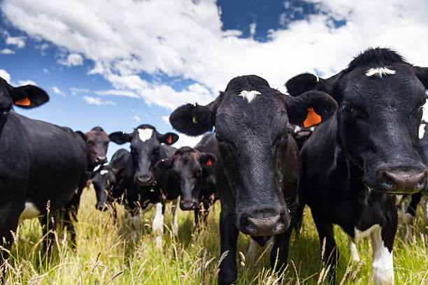 istock Dairy cows standing in grassy field 524547114