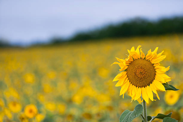 istock Sunflower in the Field 524547844