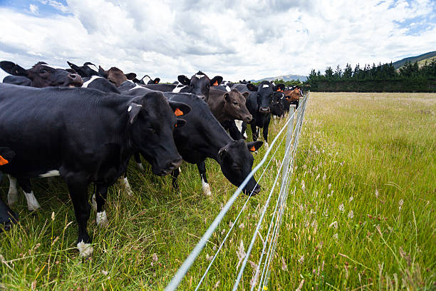 istock Dairy cows standing in grassy field 524547884