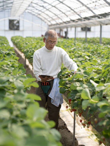 istock Elderly Japanese strawberry farmer 524547886
