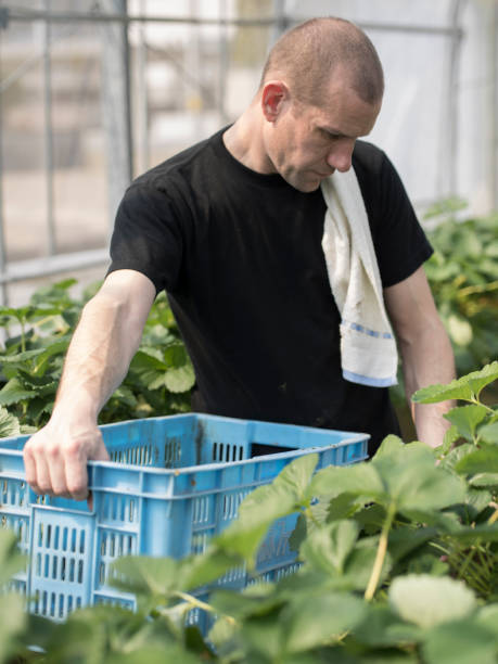 istock Fruit picker collecting strawberries on commerical farm 524548372