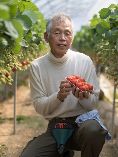 Elderly Japanese strawberry farmer
