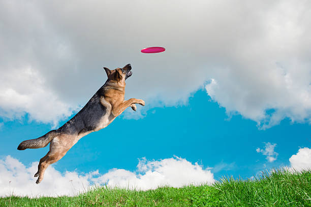 istock Dog is going to play disc in the sky 524549410