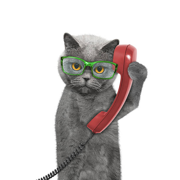 cat is talking over the old phone stock photo