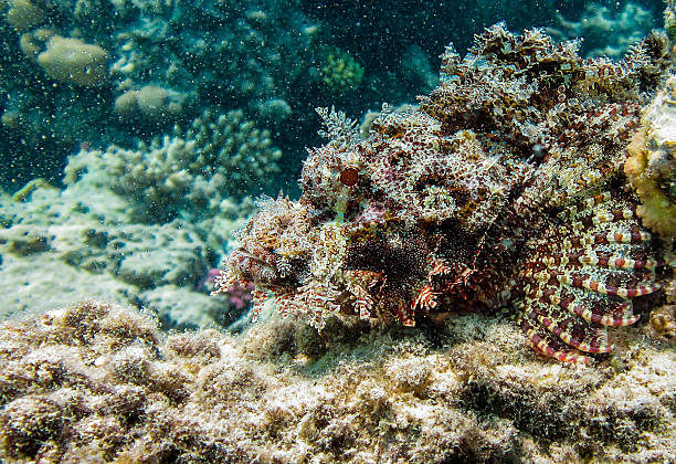 Scorpion stone fish disguising wich coral rock