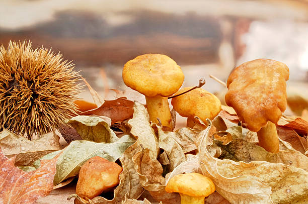 fresh mushrooms here chanterelles between leaves and chestnuts hedgehogs.