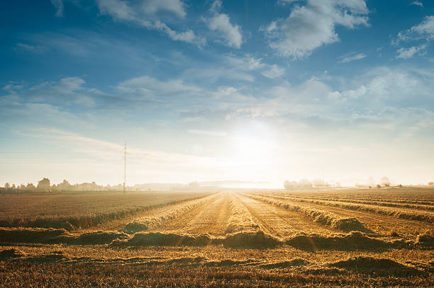 istock Sunrise over field with freshly harvested hay. 524552294