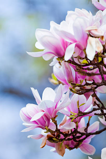 istock Closeup of Magnolia Flower at Blossom 524552684