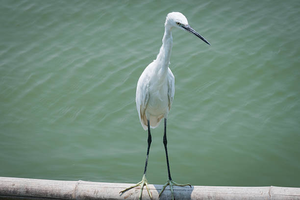 istock Heron, Bittern, Egret, Ciconiiformes, bird who lives in Thailand. 524552692