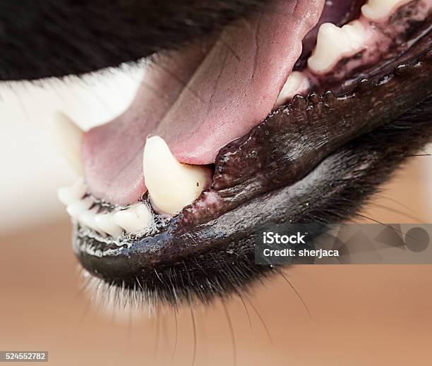 Healthy Canine Dog Jaw And Tongue Stock Photo - Download Image Now - Animal,  Animal Hospital, Animal Whisker - iStock