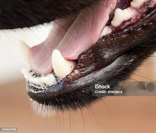 Healthy Canine Dog Jaw And Tongue Stock Photo - Download Image Now - Animal, Animal Hospital, Animal Whisker - iStock Healthy Canine Dog Jaw And Tongue Stock Photo - Download Image Now - Animal, Animal Hospital, Animal Whisker - iStock