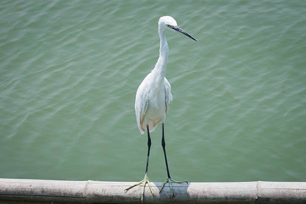 istock Heron, Bittern, Egret, Ciconiiformes, bird who lives in Thailand. 524553064
