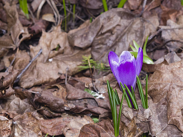 istock Blooming purple crocus grows in dry leaves macro, selective focus 524553696