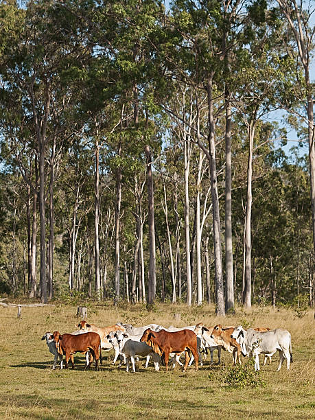 país cena rural australiana - cattle station - fotografias e filmes do acervo