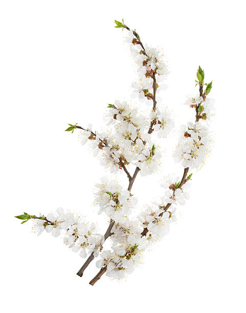 istock Apricot flowers isolated on white. without shadow 524554252