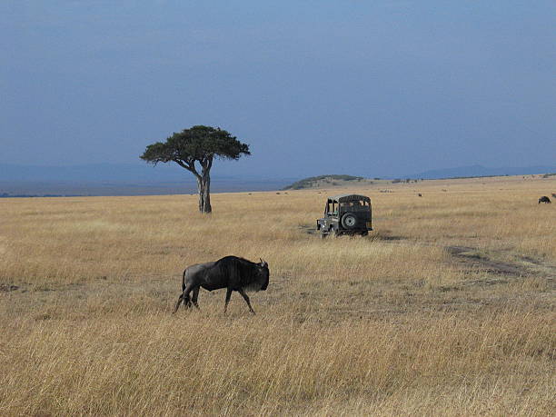 istock Wildebeest In The Masai Mara 524556098
