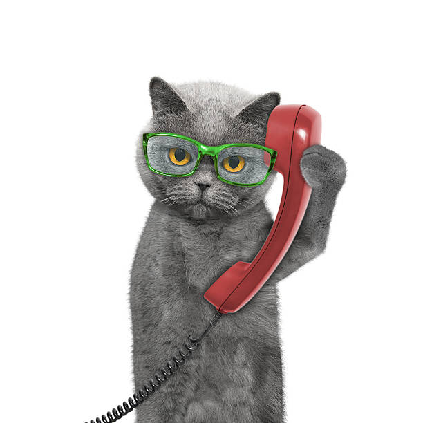 istock cat is talking over the old phone 524556306