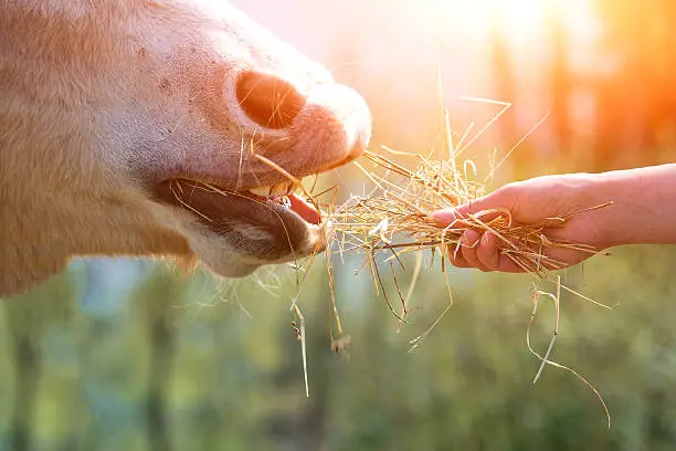 Photo of Horse eating from hand