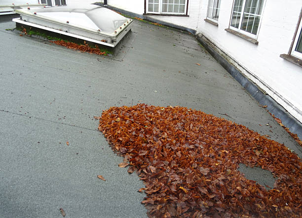 istock Wet felt flat roof, bowed skylights / rooflight windows image, leaves 524576835