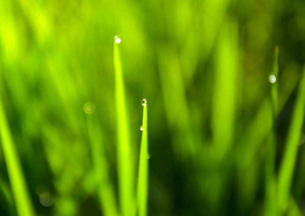 istock Drops of dew on the grass 524577117