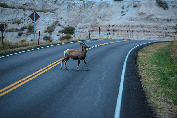 istock Sheep on the Street 524577365