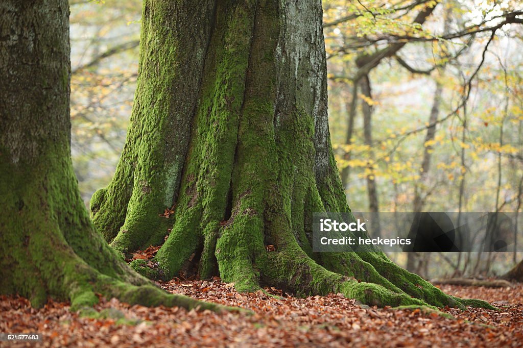 Old trees in the primeval forest Reinhardswald Old trees in the Reinhardswald primeval forest Autumn Stock Photo