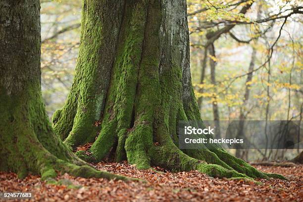 Old Trees In The Primeval Forest Reinhardswald Stock Photo - Download Image Now - Autumn, Forest, Germany