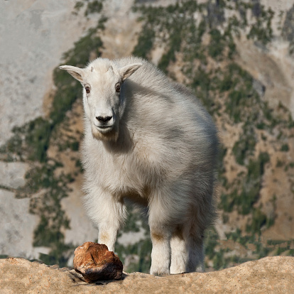 The Mountain Goat (Oreamnos americanus), also known as the Rocky Mountain Goat, is a large-hoofed ungulate found only in North America. A subalpine to alpine species, it is a sure-footed climber commonly seen on cliffs and in meadows. This mountain goat kid was posing on top of a boulder near Ingalls Pass in the Alpine Lakes Wilderness of Washington State, USA.