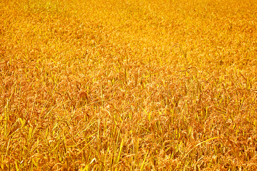 Golden rice field ready for harvest