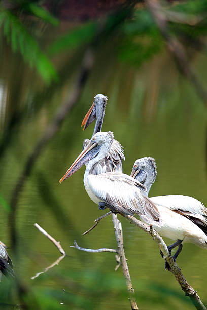 istock spot billed pelican in water pool 524578631