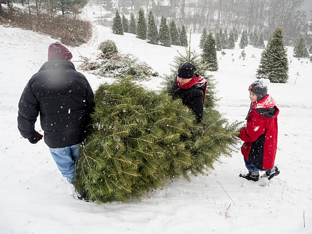 istock Carrying the Perfect Christmas Tree on Snowy Day 524578697