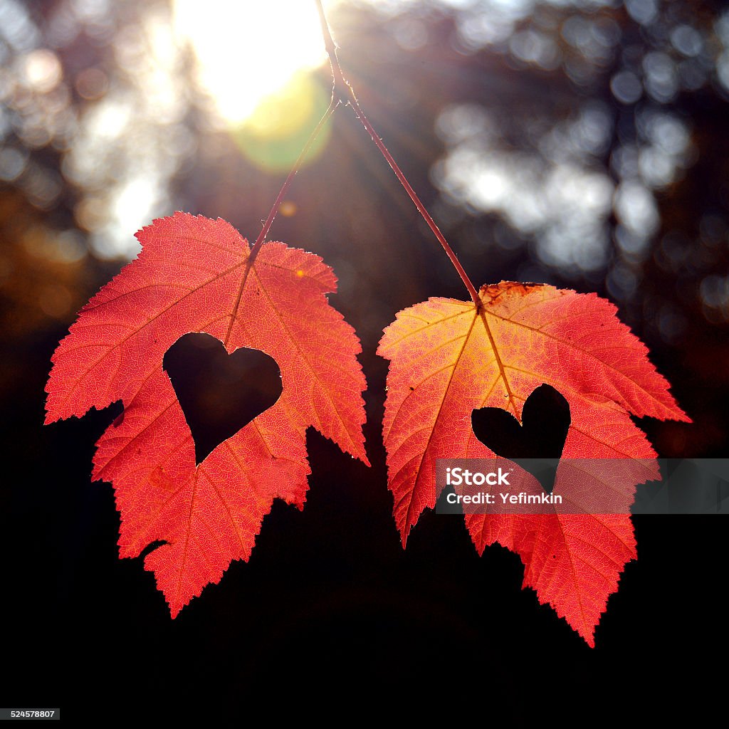 Two autumn leaves Two autumn leaves with heart Abstract Stock Photo