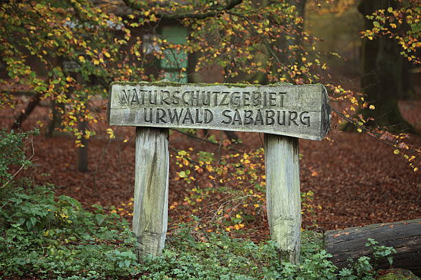 nationalpark reinhardswald - herbstwald fotografías e imágenes de stock