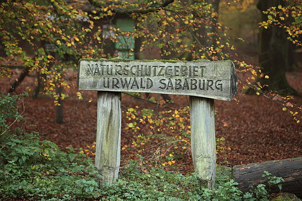 nationalpark reinhardswald - herbstwald ストックフォトと画像