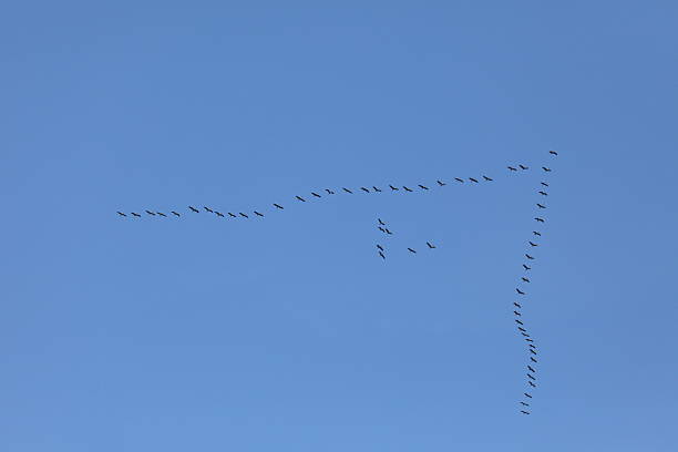 formationsflug kraniche im - vogelzug imagens e fotografias de stock