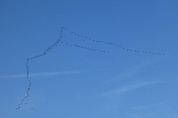 formationsflug kraniche im - vogelzug imagens e fotografias de stock