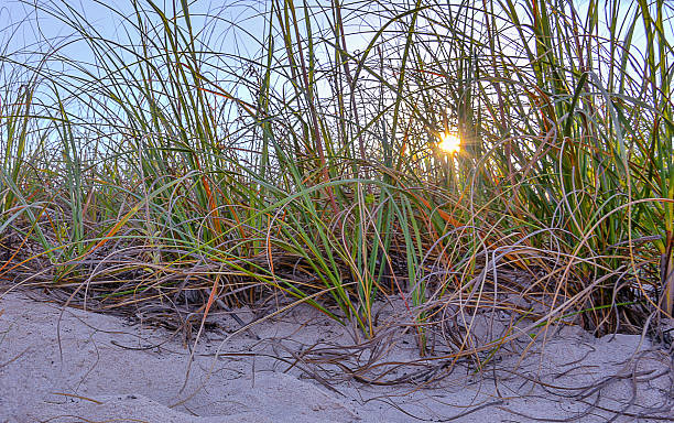 strand sand dune gras - sand sea oat grass beach sand dune stock-fotos und bilder