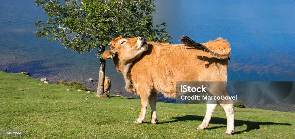 Cow Portrait of a cow in nature Agriculture Stock Photo
