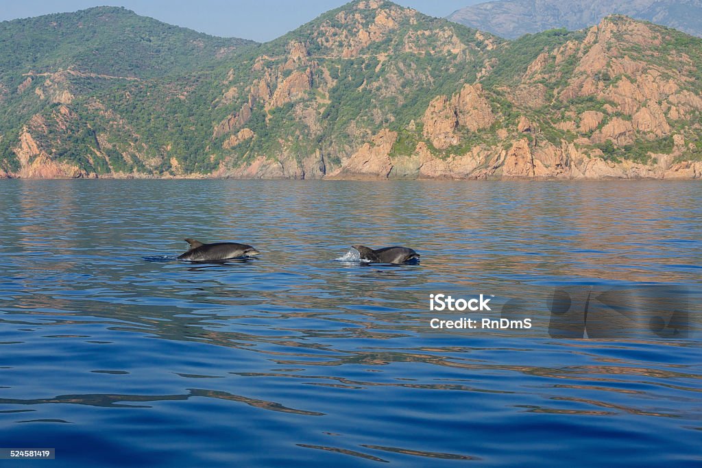 Dolphins in the gulf of Porto Dolphins in the gulf of Porto, in Corsica, France Dolphin Stock Photo
