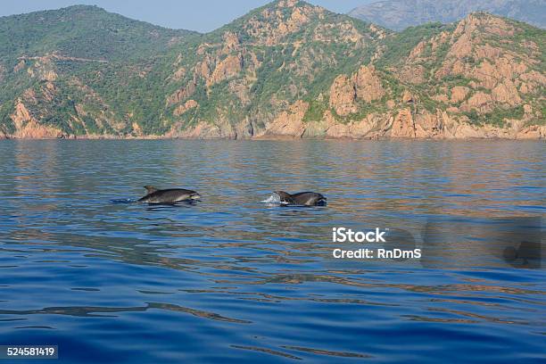 Dolphins In The Gulf Of Porto Stock Photo - Download Image Now - Dolphin, Corsica, France