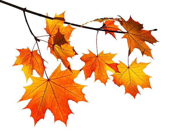 arancio foglie di acero autunno, isolato su bianco - maple tree foto e immagini stock