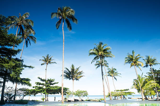 istock Coconut on the beach with blue sky 524581825