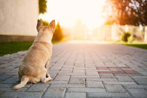 Chihuahua guard the house