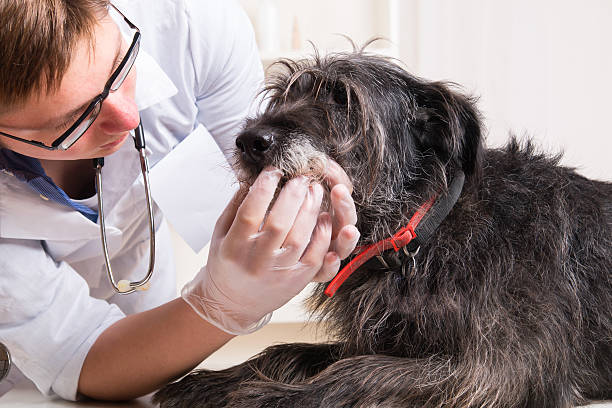 istock Vet examines the dog's teeth 524582305