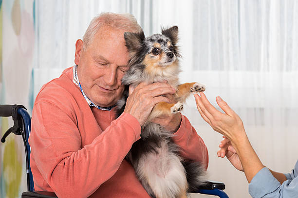 soins pour animaux de compagnie – homme senior avec petit chien - senior adult dog nursing home pets photos et images de collection