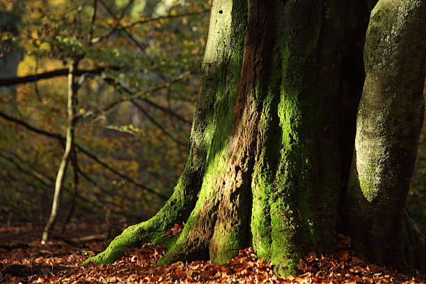 alte bäume im urwald reinhardswald - herbstwald fotografías e imágenes de stock