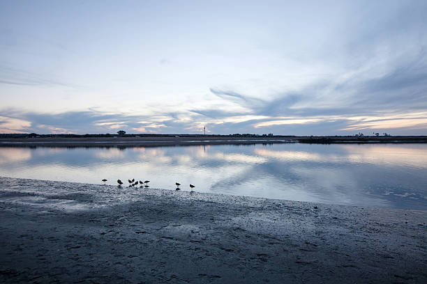oiseaux au coucher du soleil - reflection tranquil scene photography blue photos et images de collection