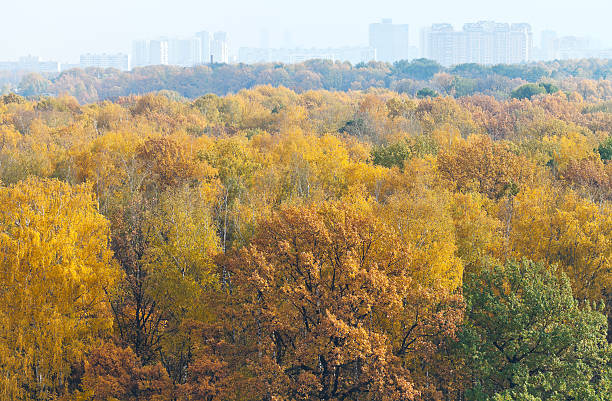 istock autumn forest and urban houses on horizon 524583513