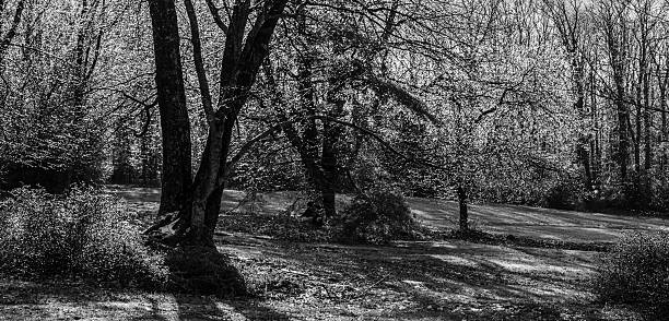 istock Trees covered by ice after the freezing rain 524619165