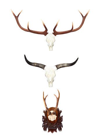 Collection of hunting trophies. Animal skulls with antlers and horns.